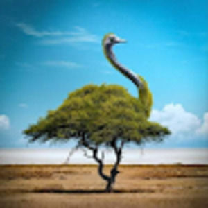 Meet your Posher, Irvin